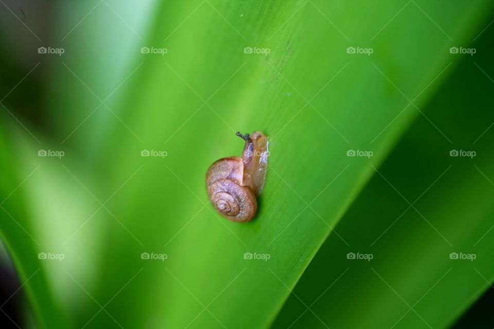 The Snail Life. Snail on green lily leaves