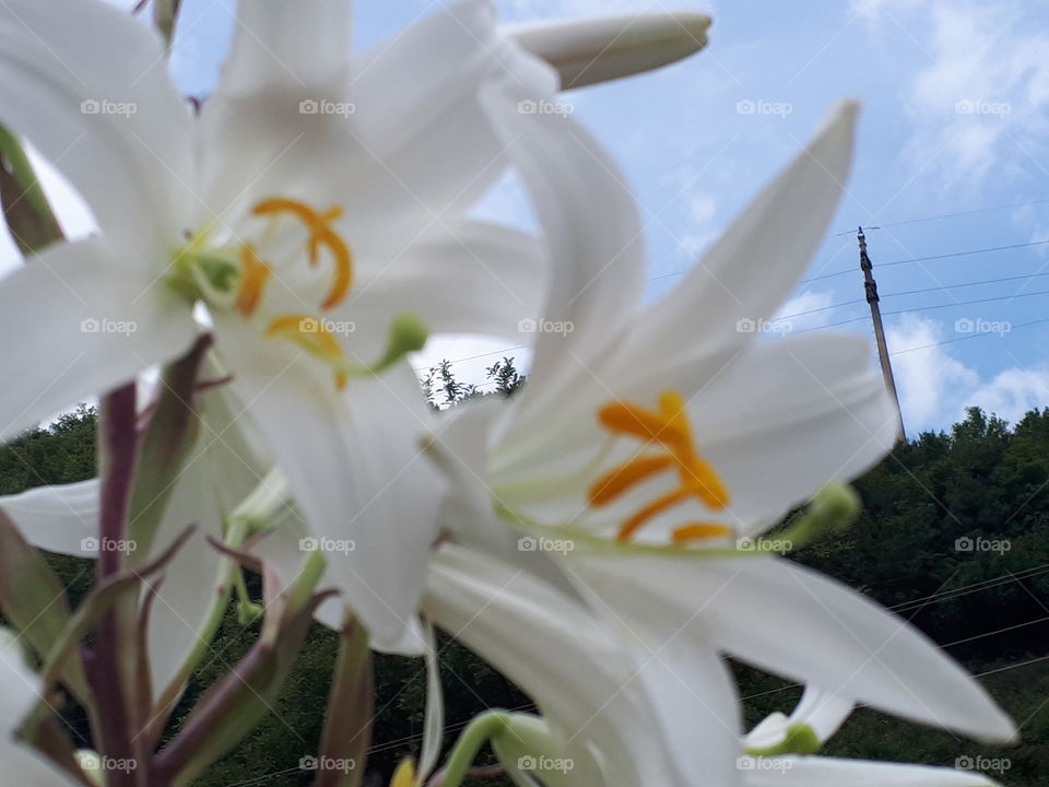 White lilies look beautiful and their smell is pleasant and refreshing
