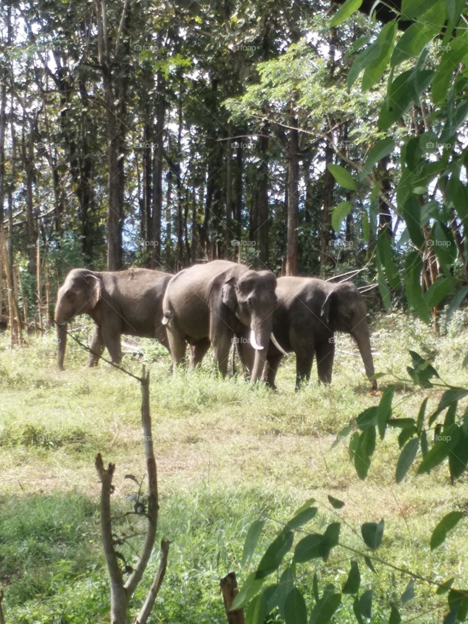 elephants roaming