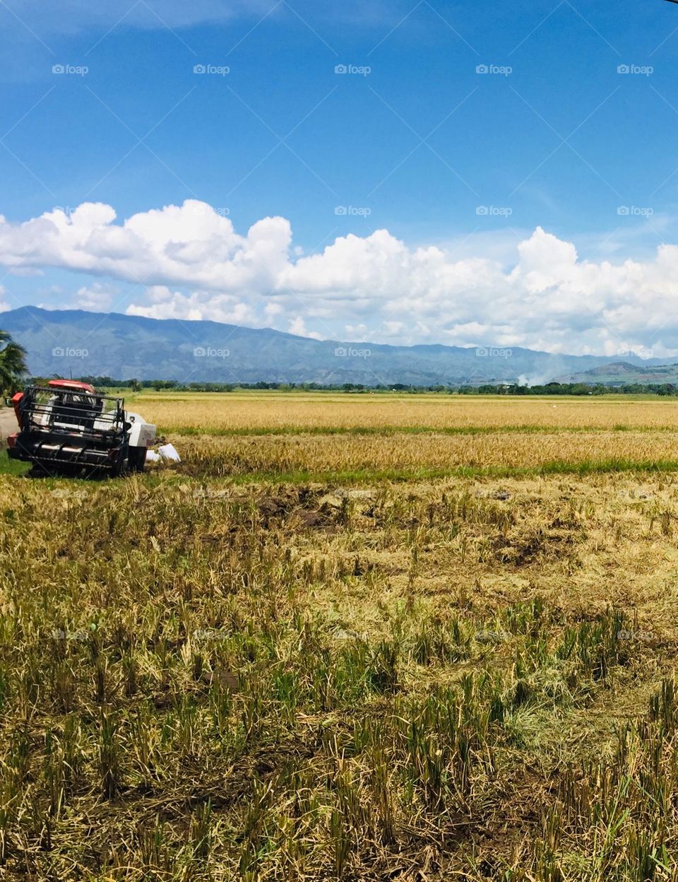 Harvesting in a huge rice field 