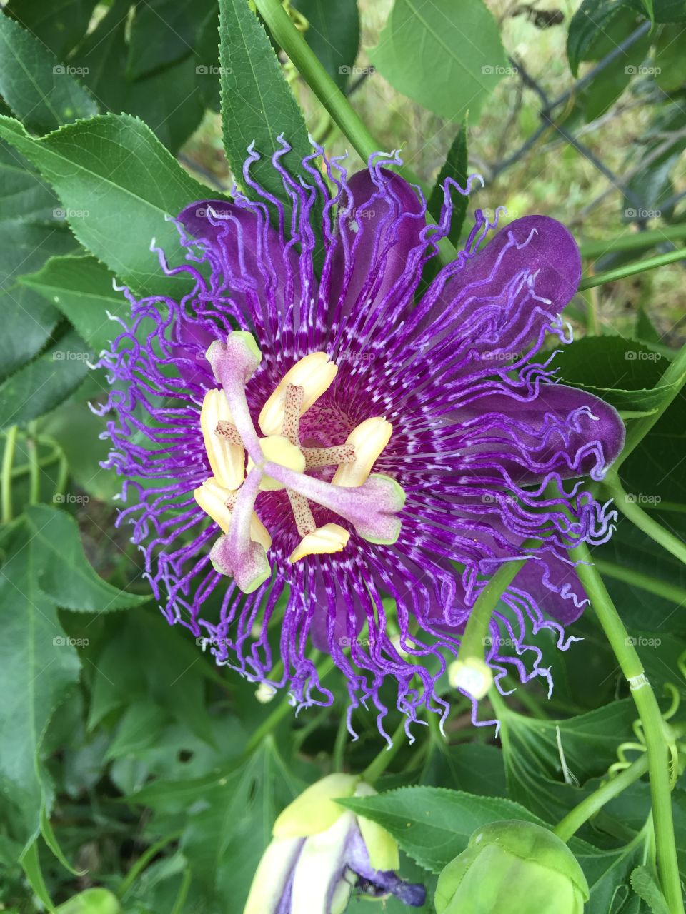 Passion Flower profile 