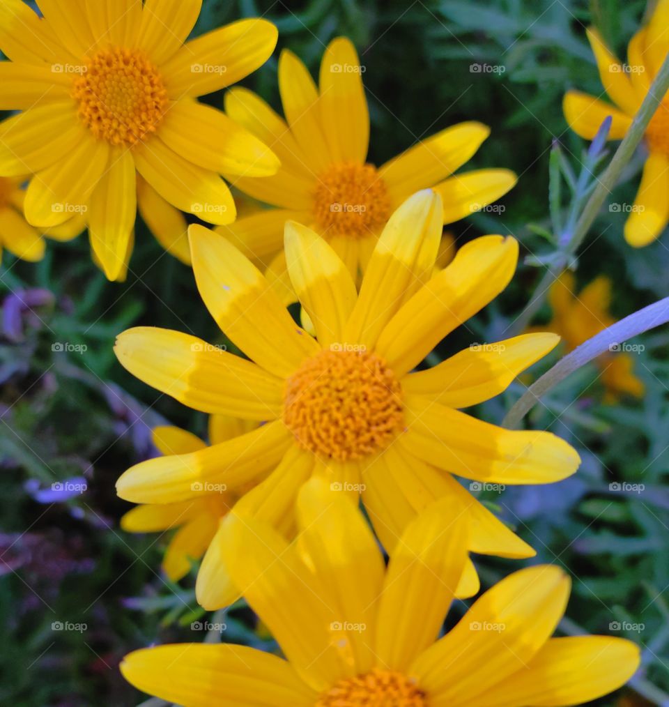 Yellow Spring Flowers