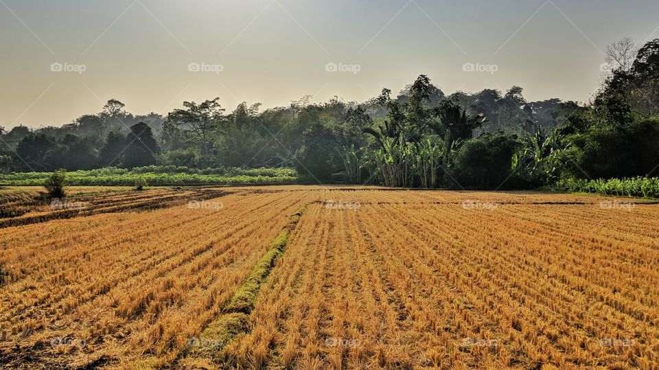 ricefield
