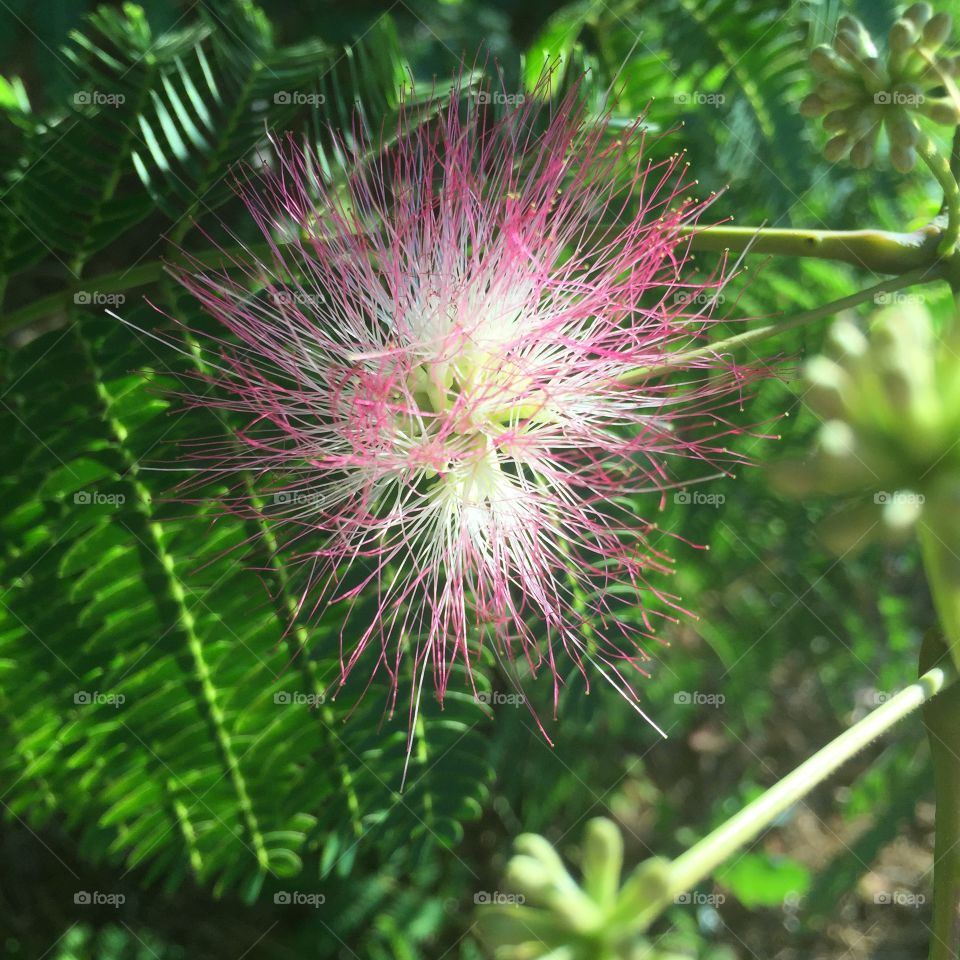 Summer Sparkler. Pink mimosa, shot beside the Iron Horse Trail, CA. 