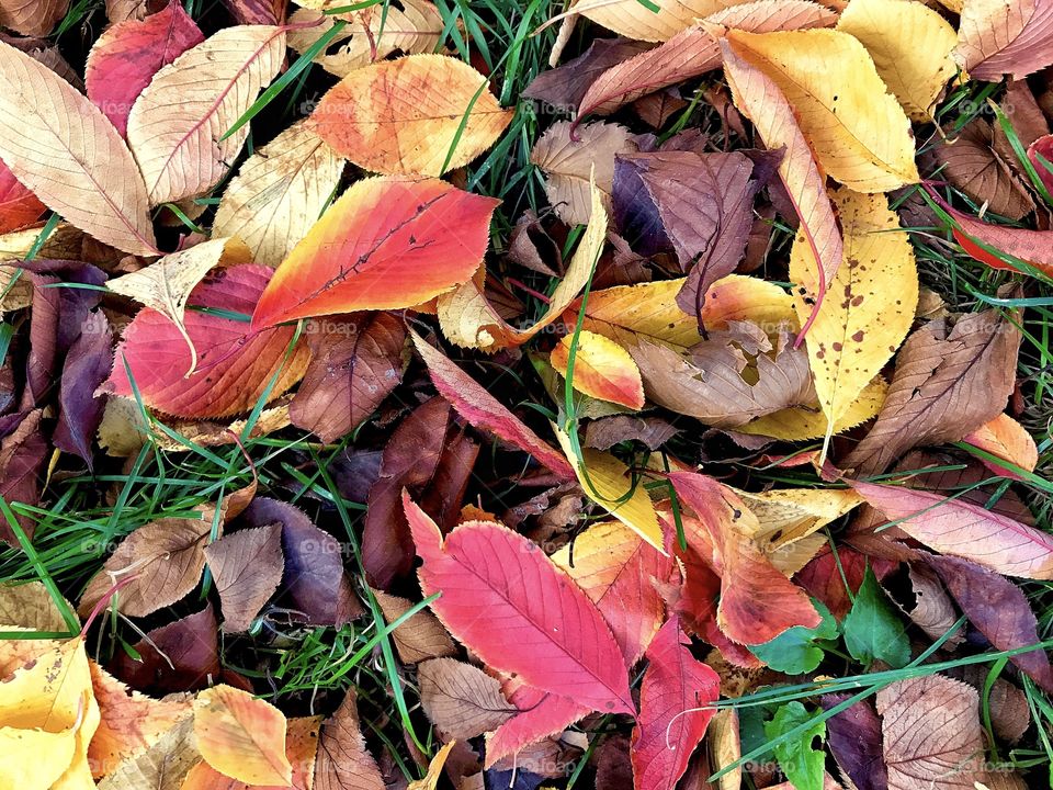 High angle view of autumn leaf