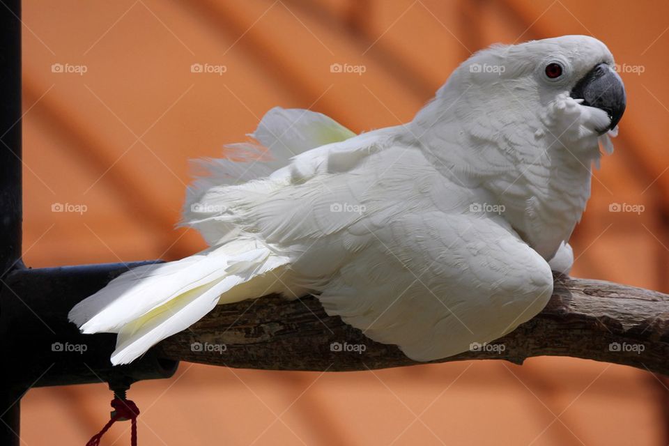 Parakeet on the tree branch