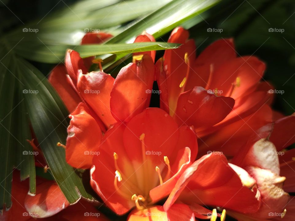 beautiful red flowers blooming in the garden as spring comes in full bloom as the sun shines