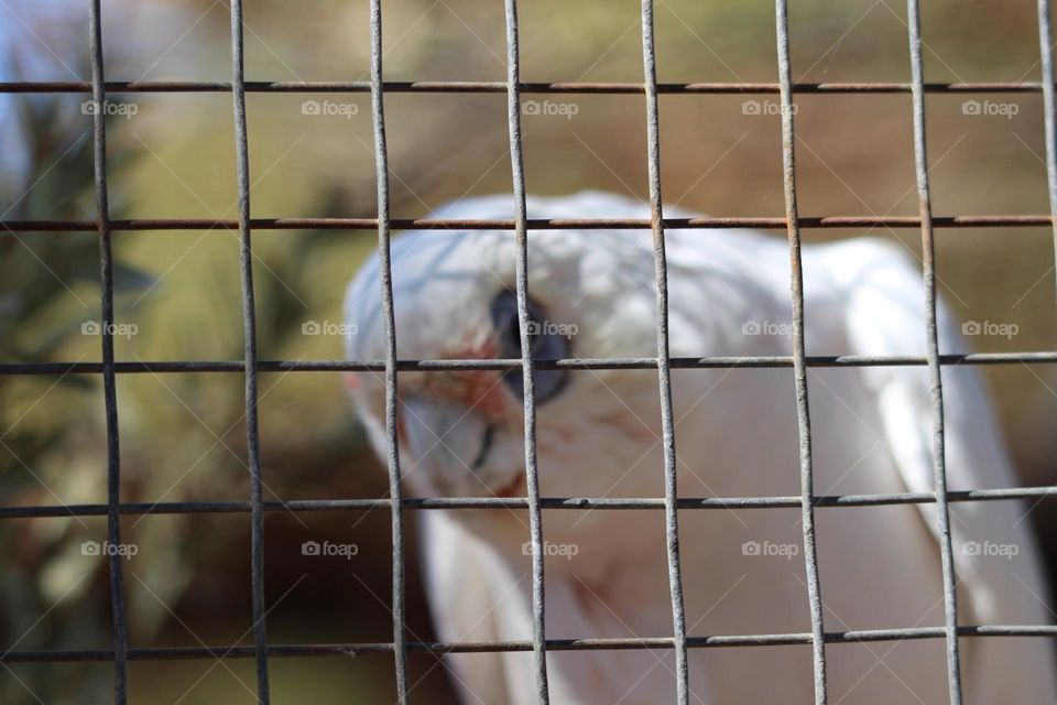 A little corella, it’s curious eyes peeking through its cage bars, wondering and wondering what I’m doing