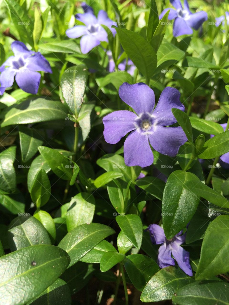 Vinca
