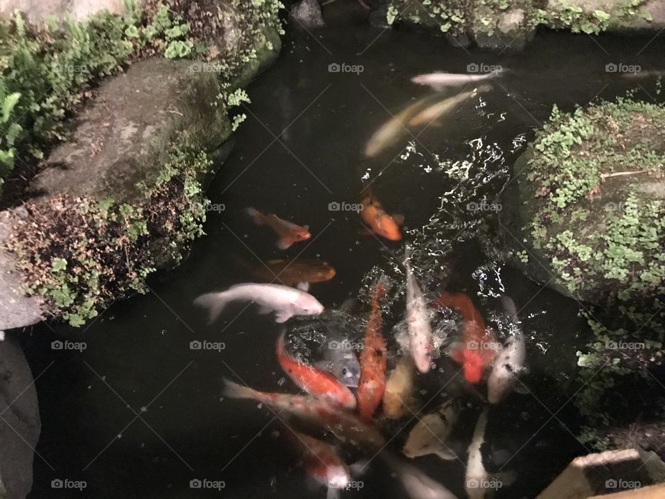 Pond with beautiful color fish