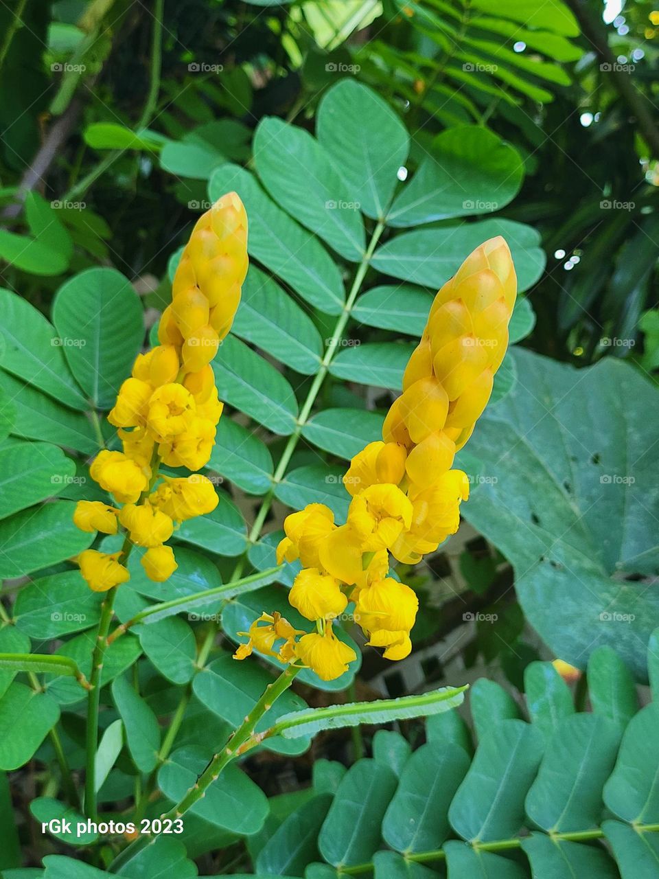 double king of the forest blooms