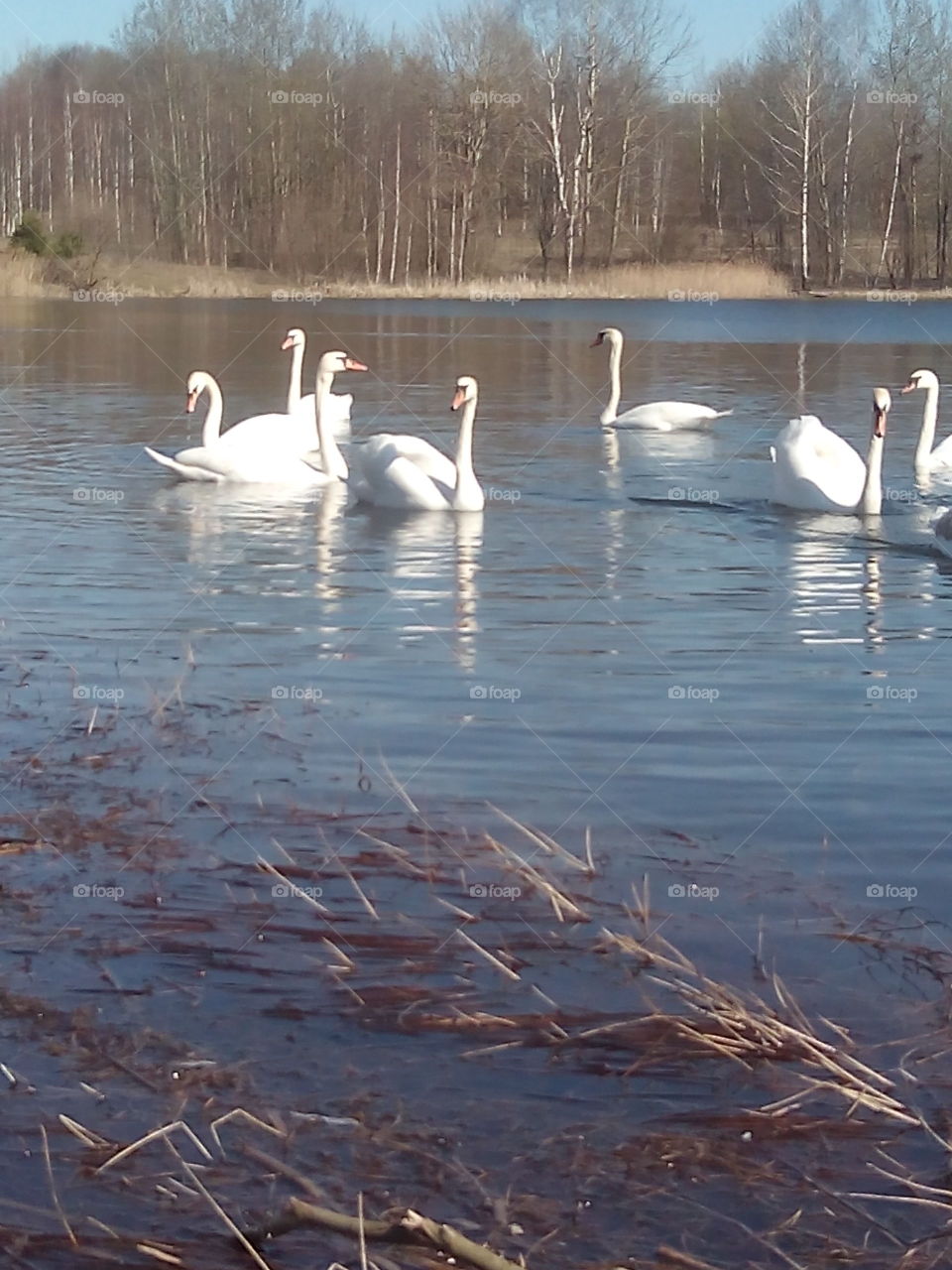 Swan, Lake, Water, Bird, Reflection