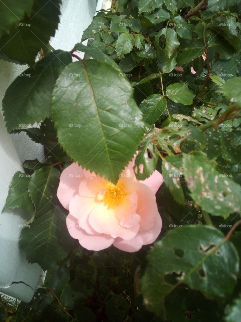 spring brings new life breathe it in and open your eyes enjoy the small things around you.