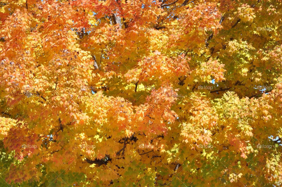 leaves fall golden maple by golfgod