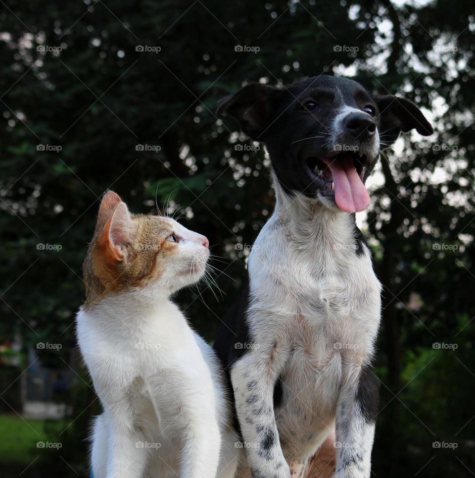 dog and cat besfreind