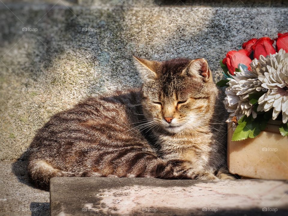 Agramonte cemetary Porto cat