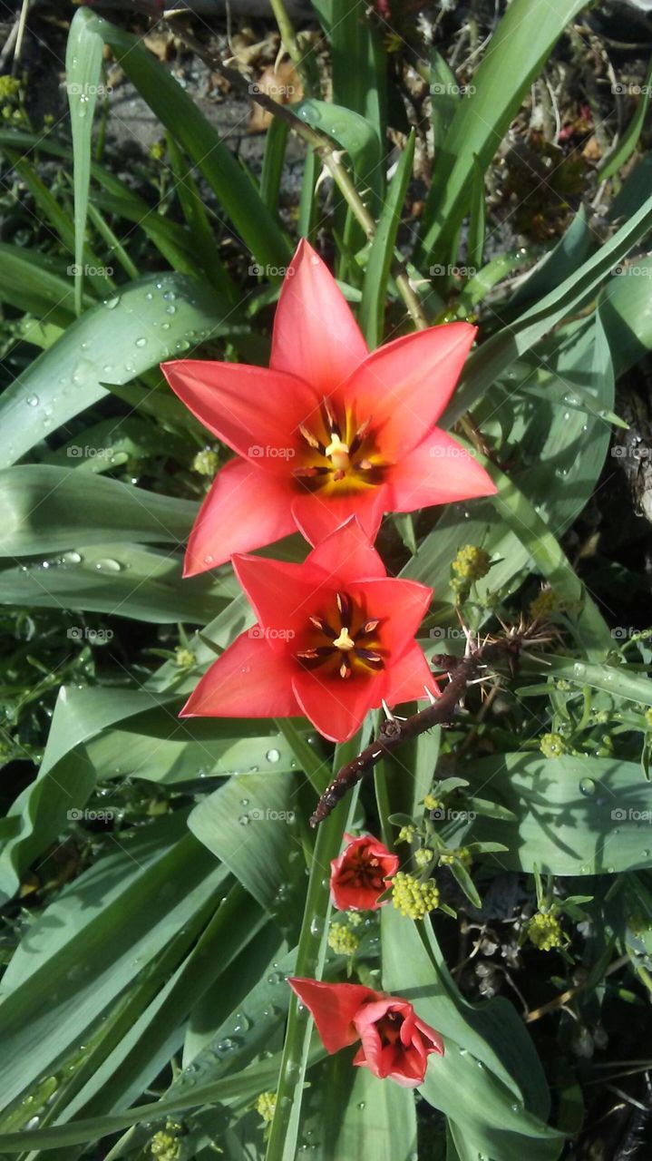 Red Star Flower