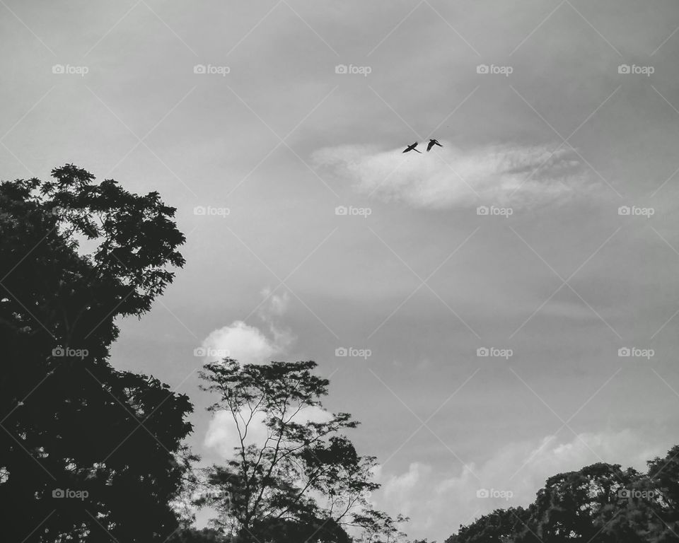 Macaws in the forest