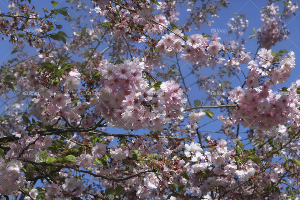 Japanese cherry blossoms