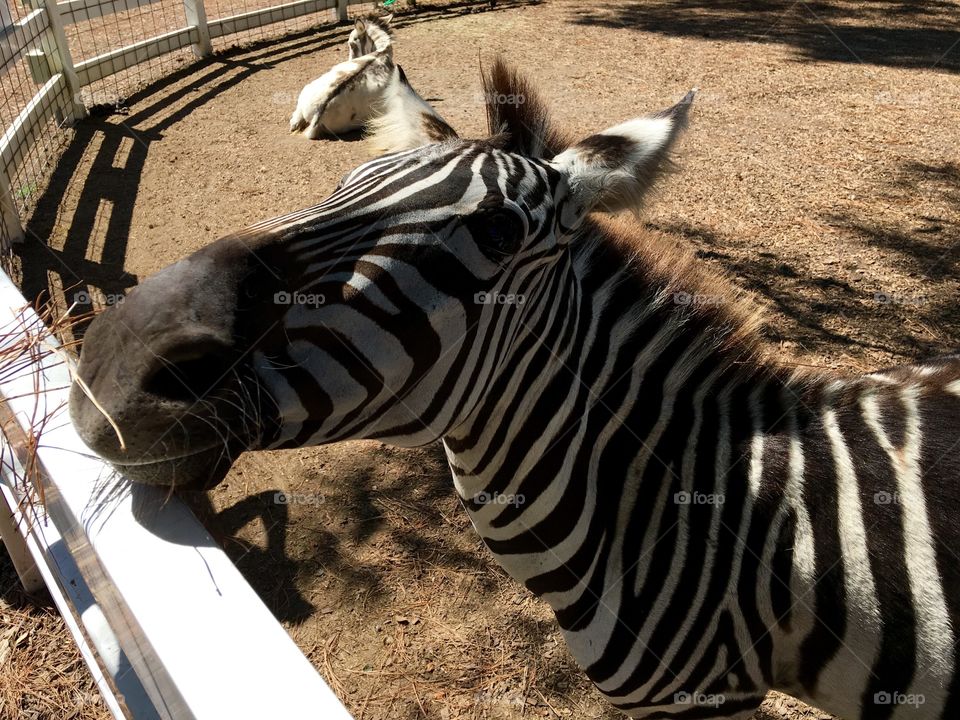 Zebra