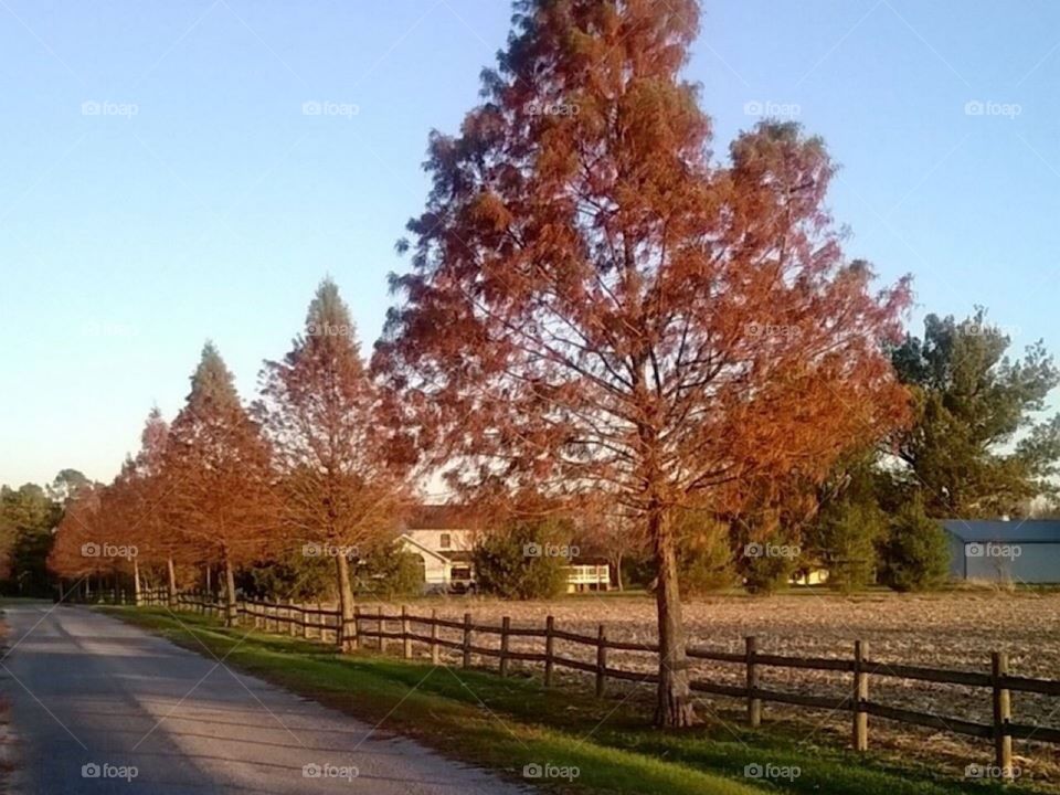 Beautiful Fall Trees