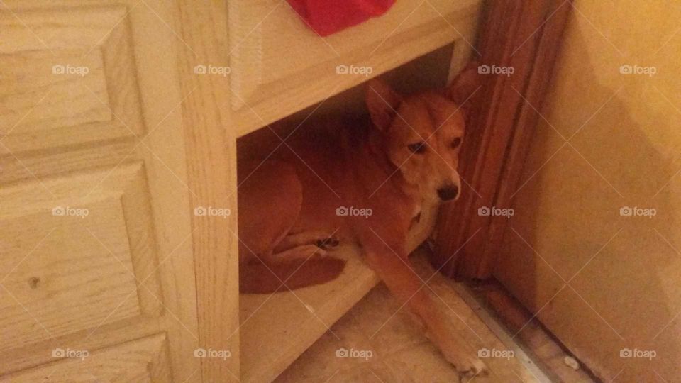 Dog, Wood, Furniture, Mammal, One