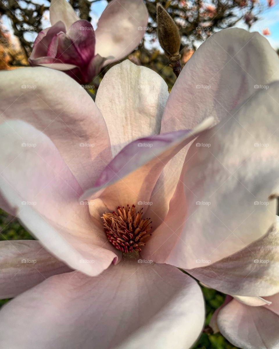 Heart of the magnolia