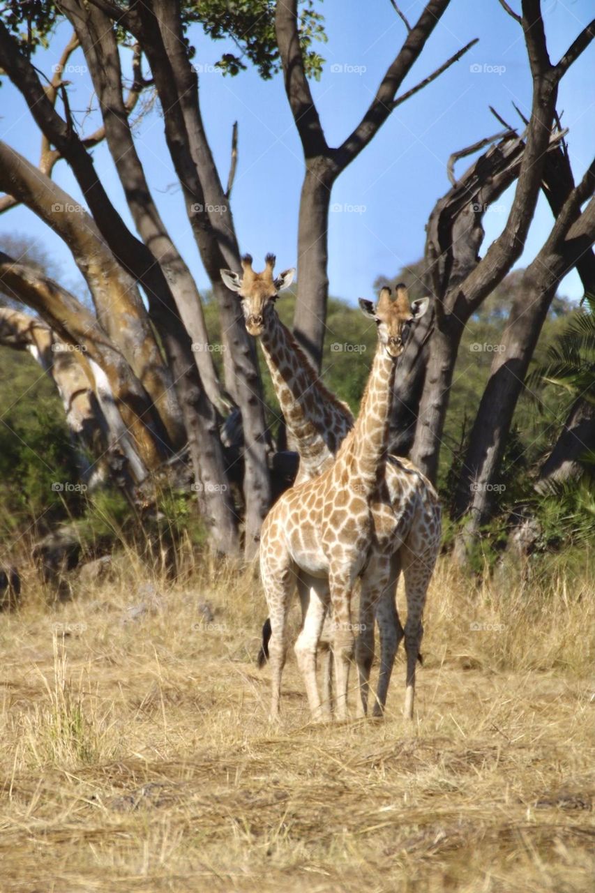 Two giraffes Criss cross 