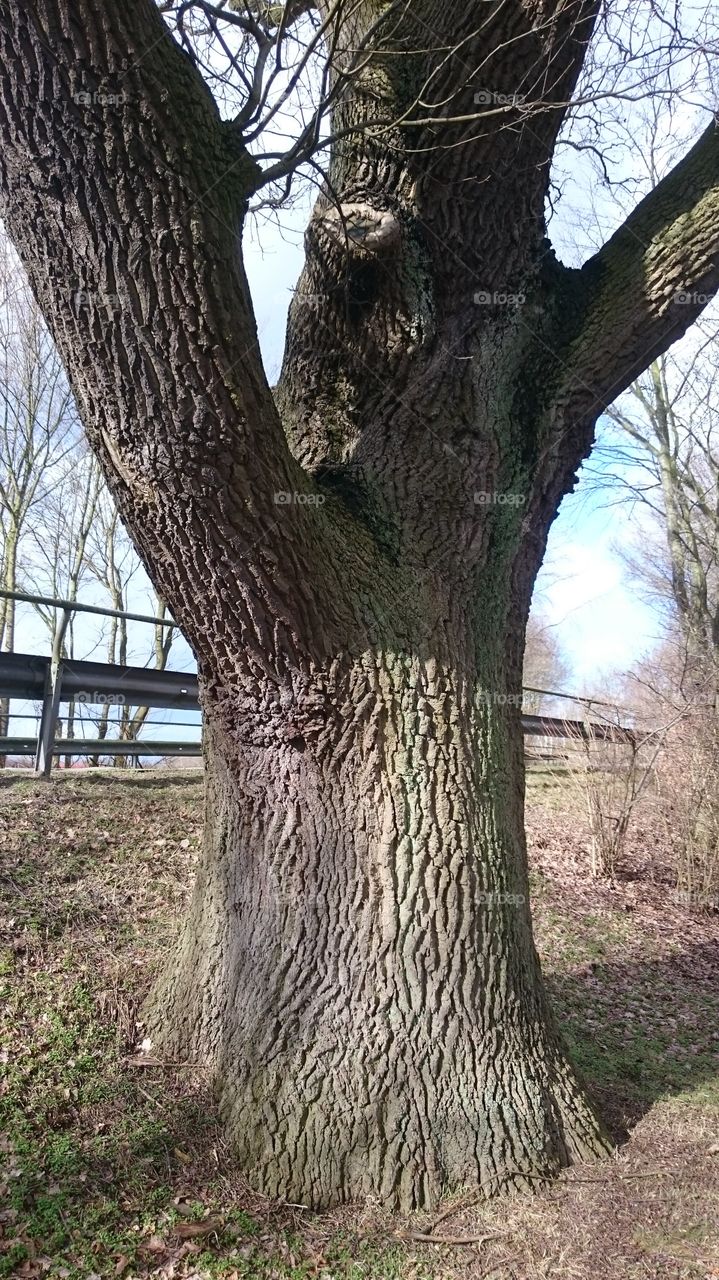 Very old oak tree