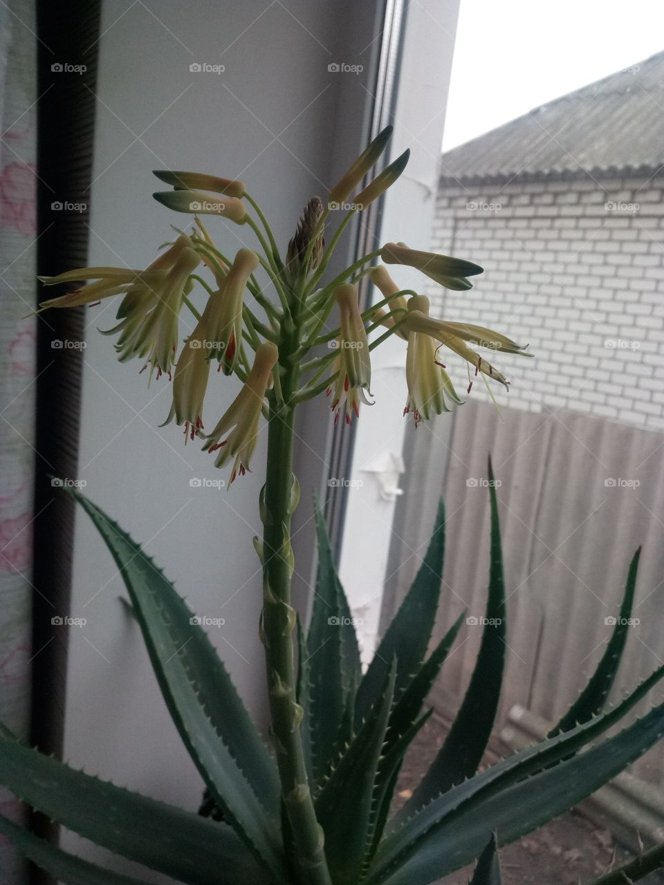 aloe flower