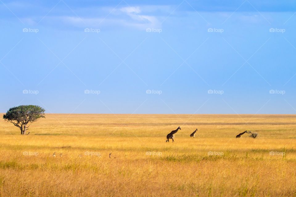 Serengeti summer grass landscape