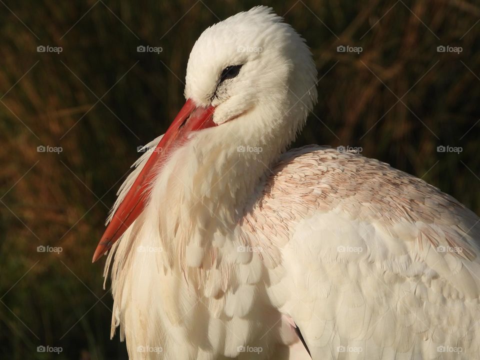 A close up of a stork