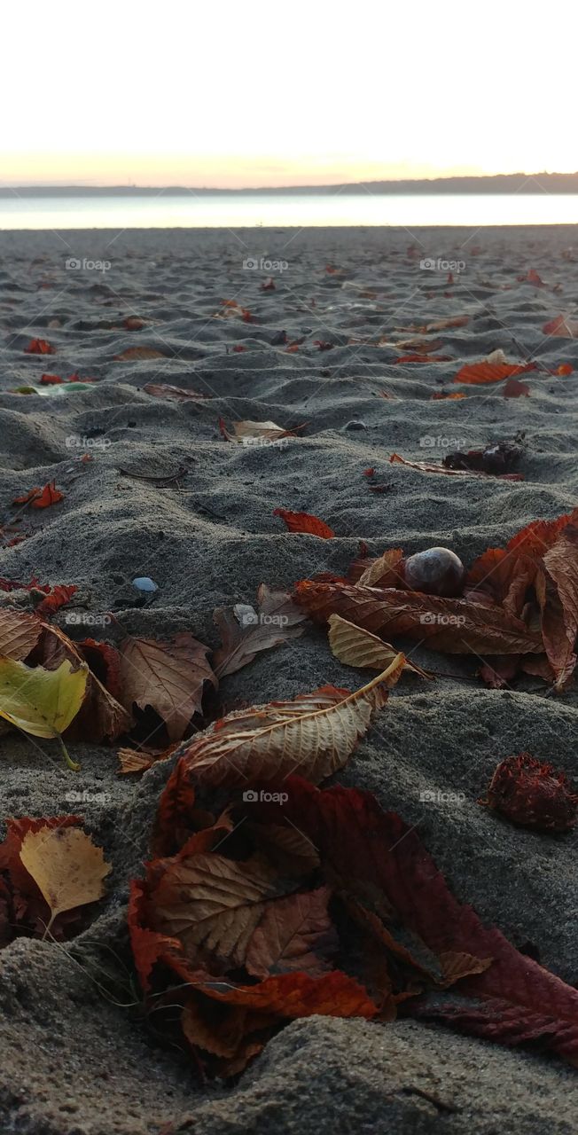Strand Herbst autumn sand Blätter welk sonne sun