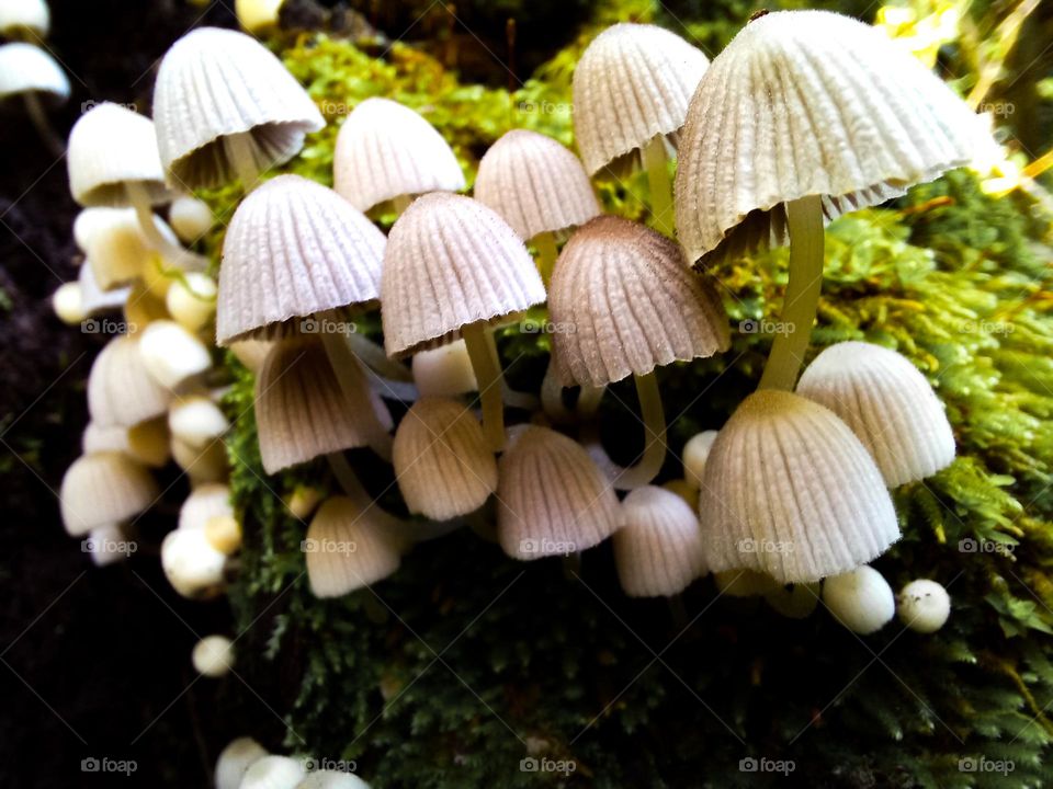 mushrooms