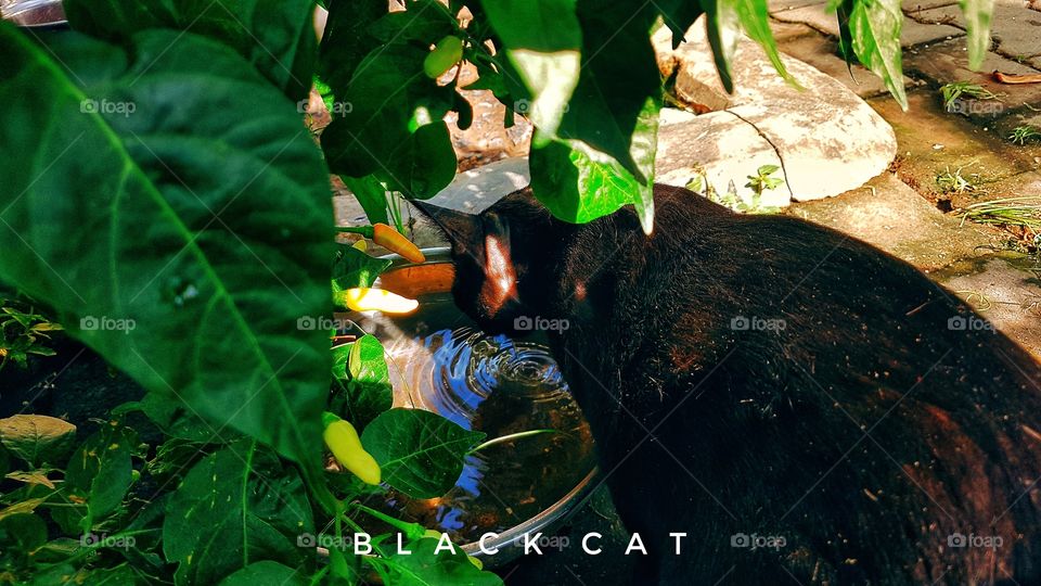 Black Cat.