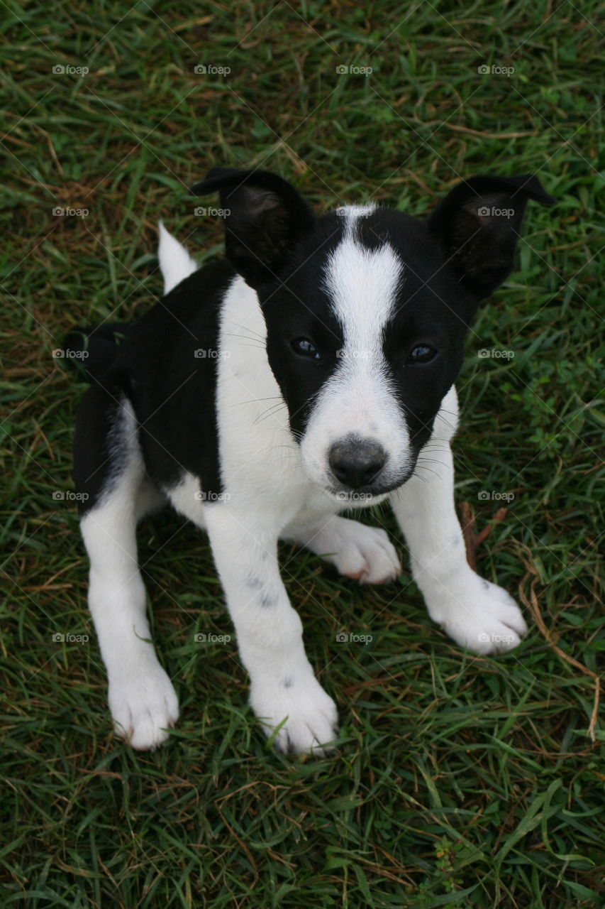 What's Up. Two month old puppy. 