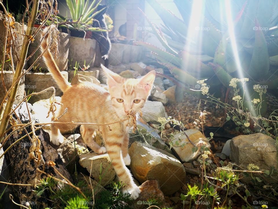 Kitten caught by Sunrays while exploring garden