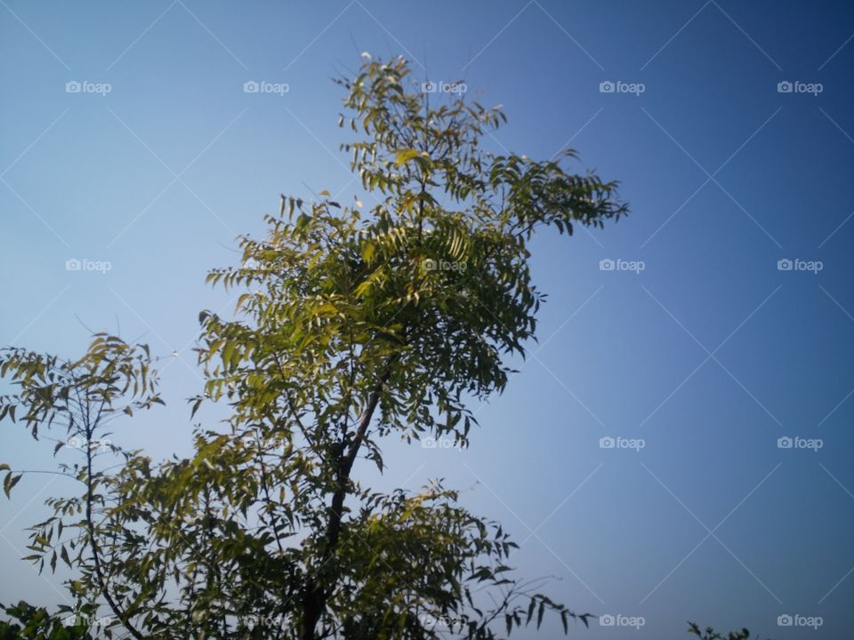 neem tree