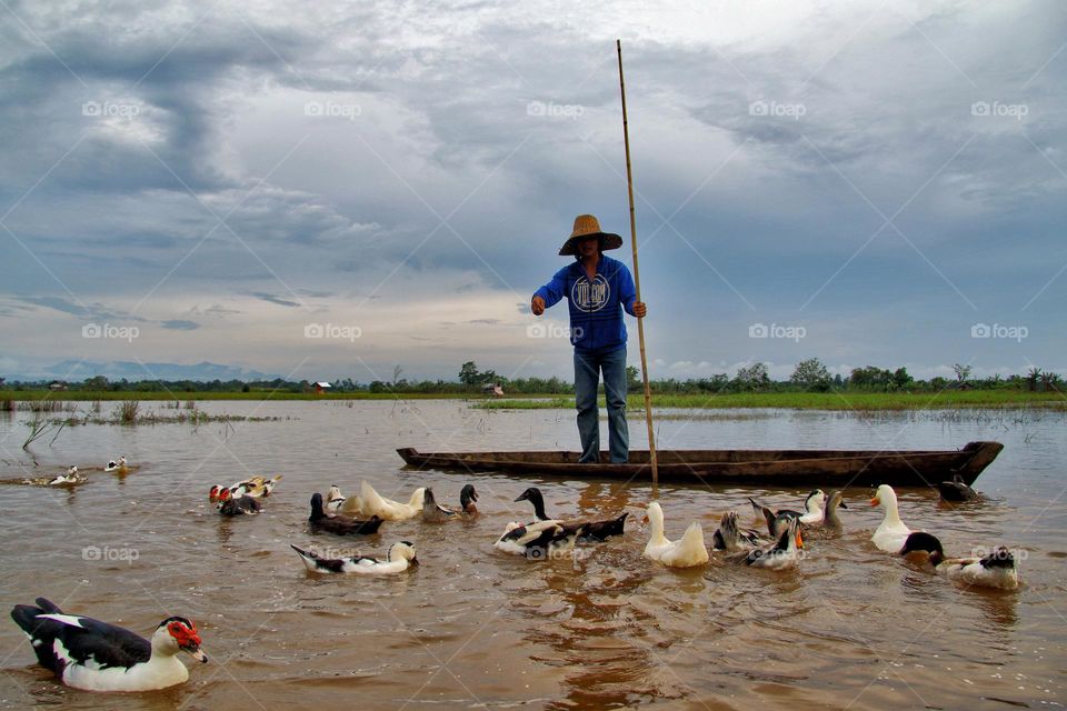 duck shepherd at banjarbaru, South Borneo, Indonesia