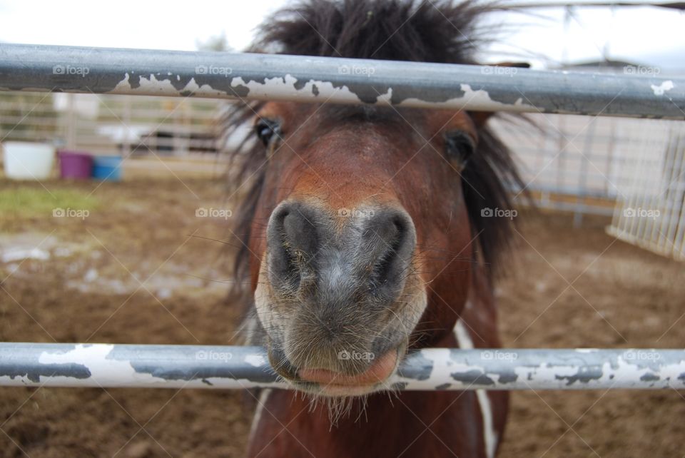 Farm, Mammal, Fence, Agriculture, Livestock