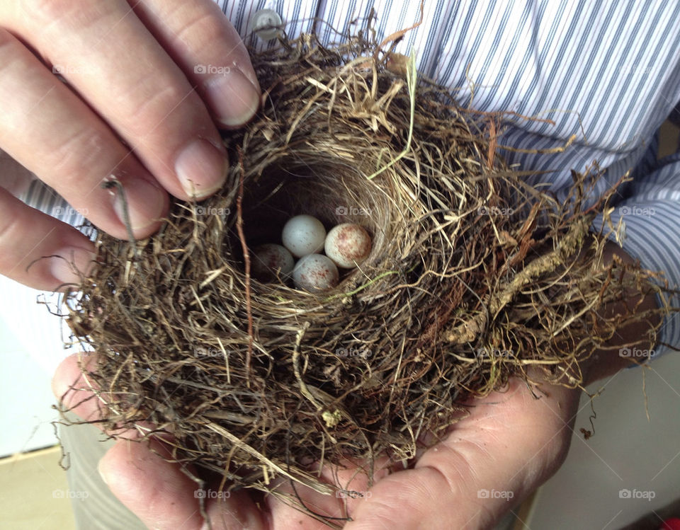 Man holds bird nest with eggs