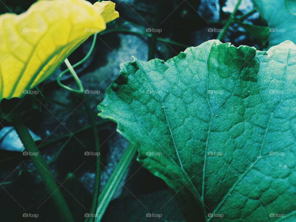 Squash plant