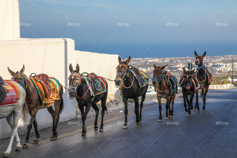 Walking donkeys. 