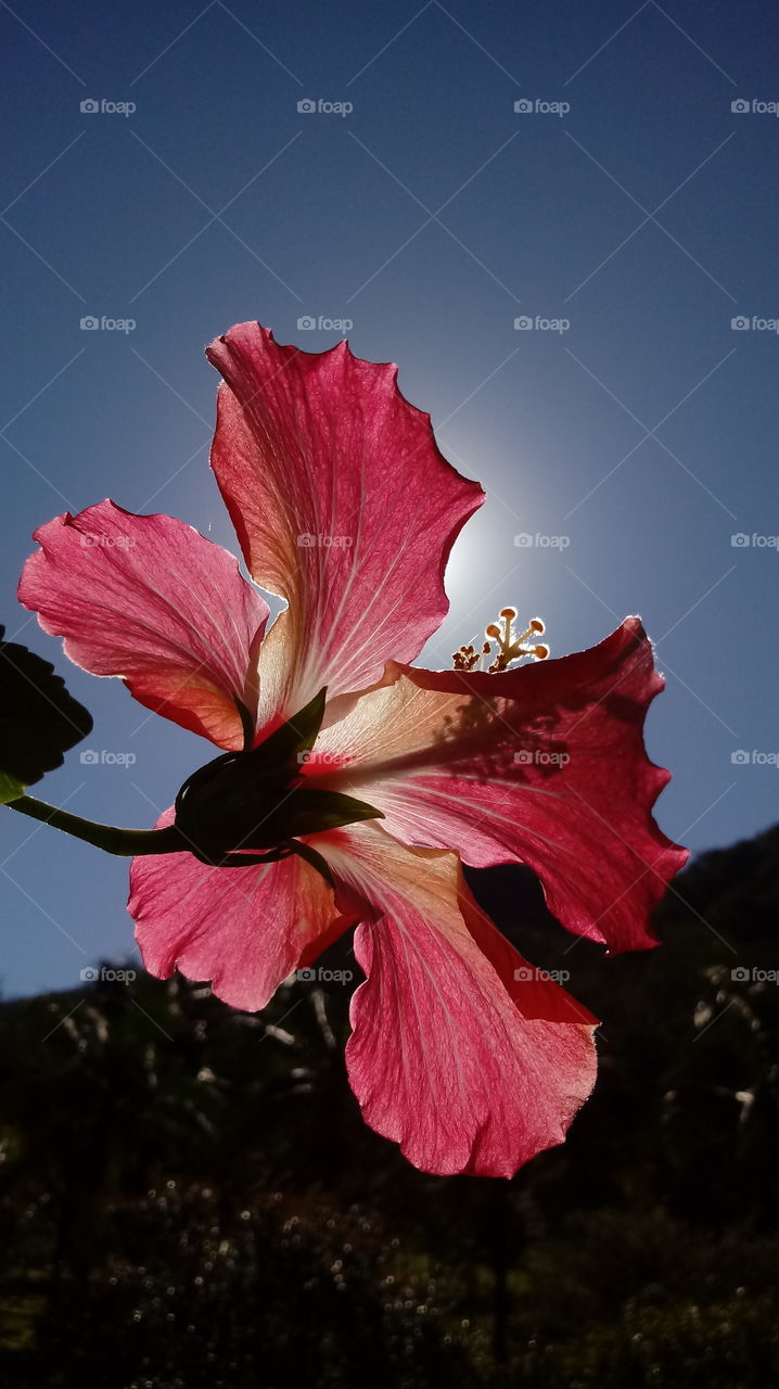 NATURAL NATURE NATUR GARTEN BLUME Hibiskus Rosen Sinensis