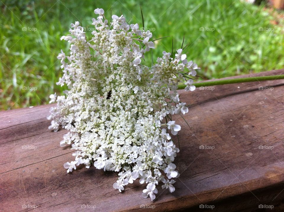 Queen Anne's Lace. Queen Anne's Lace.
