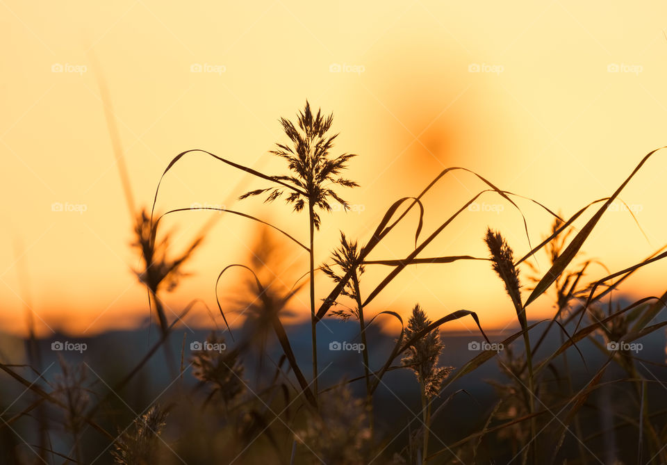 Reeds in the sunset light in Helsinki, Finland.