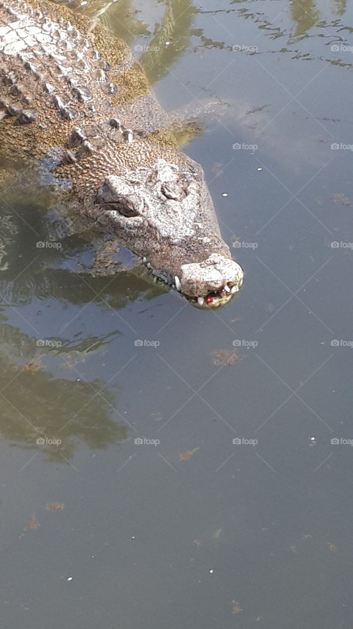 crocodile