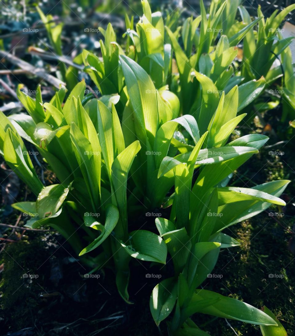 Young leafs#spring#flora#freshness