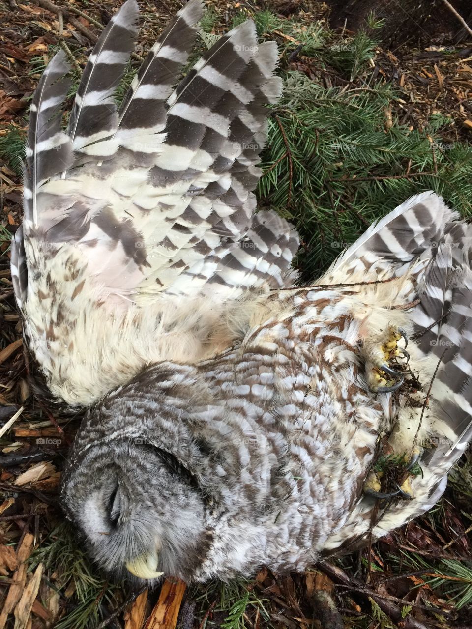 Owl Death 