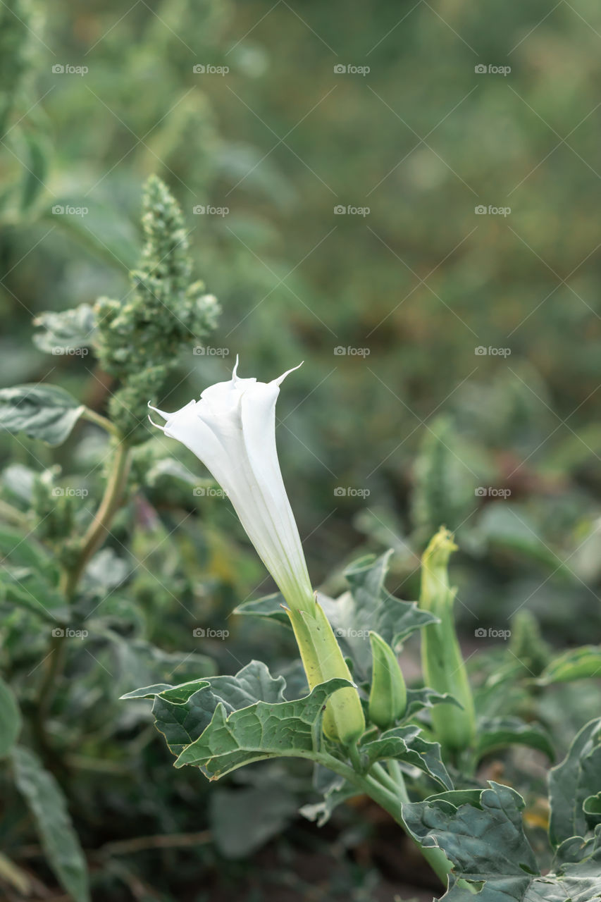 Selective focus to the white flower of Datura Stramonium, known by the common thorn apple.